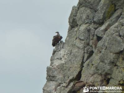 Parque Nacional Monfragüe - Reserva Natural Garganta de los Infiernos-Jerte;club senderismo